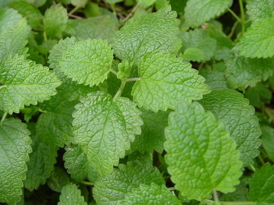 Lemon balm