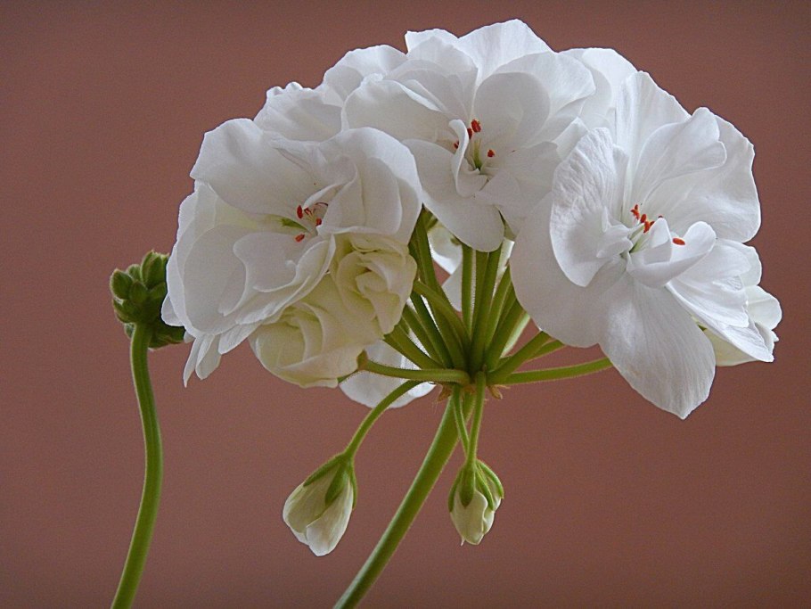 Пеларгония Королевская Jolenta