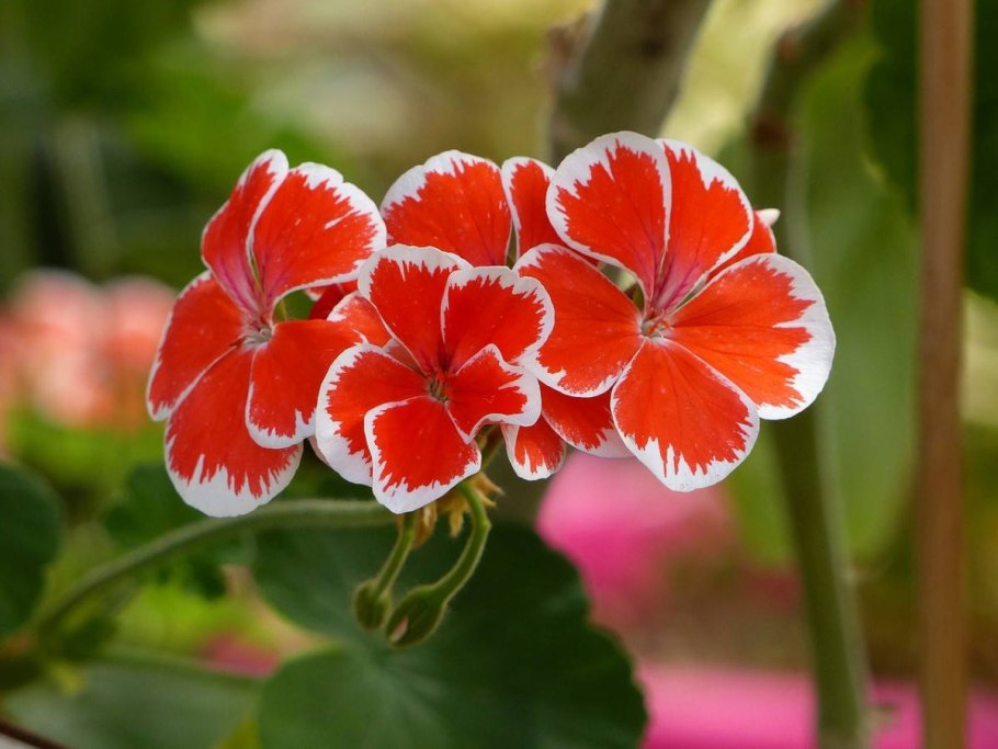 Герань (Geranium)