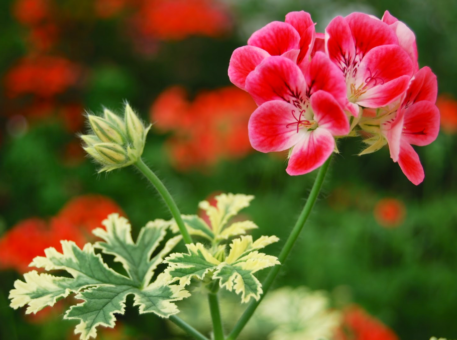 Пеларгония (Pelargonium)