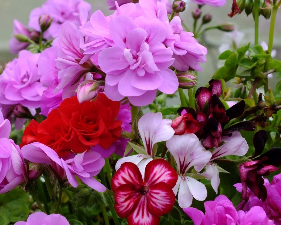 Пеларгония зональная красная