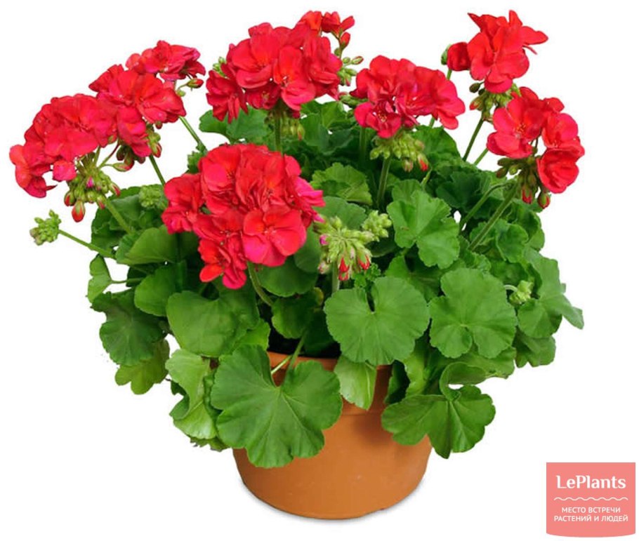 Комнатные цветы пеларгония