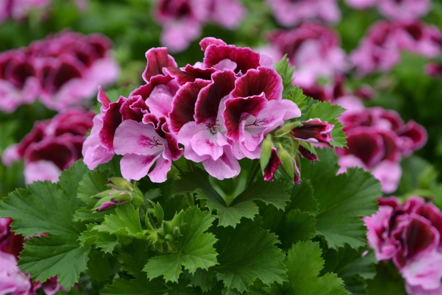 Герань плосколистная