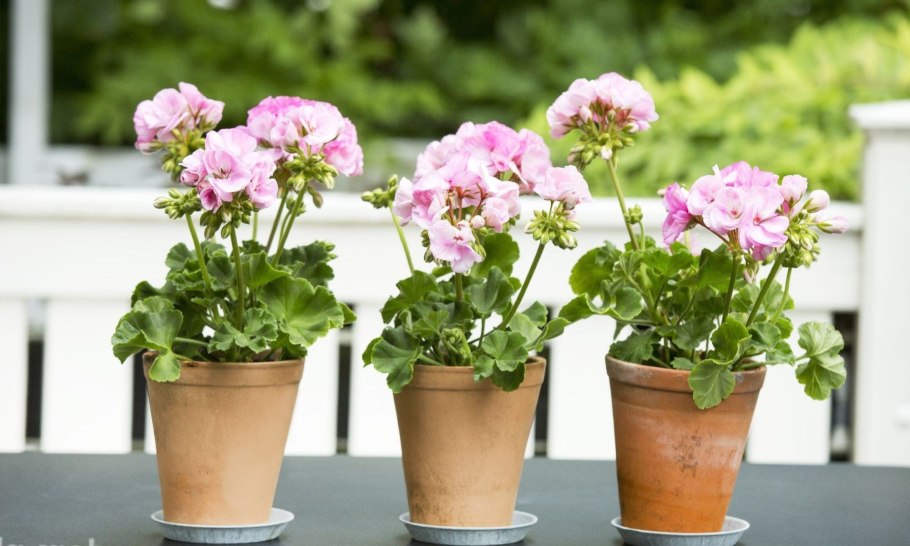 Пеларгония герань