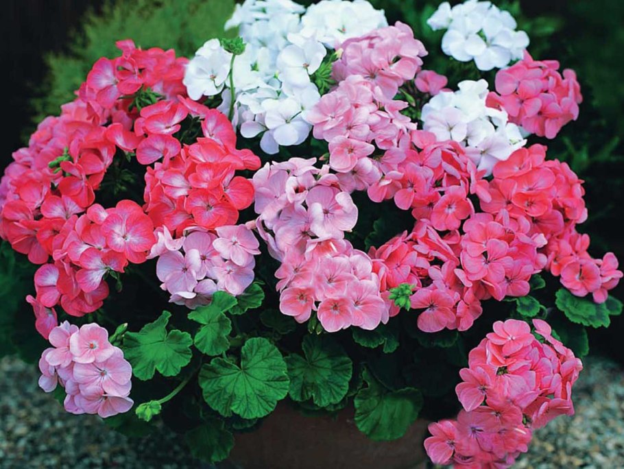 Герань цветок