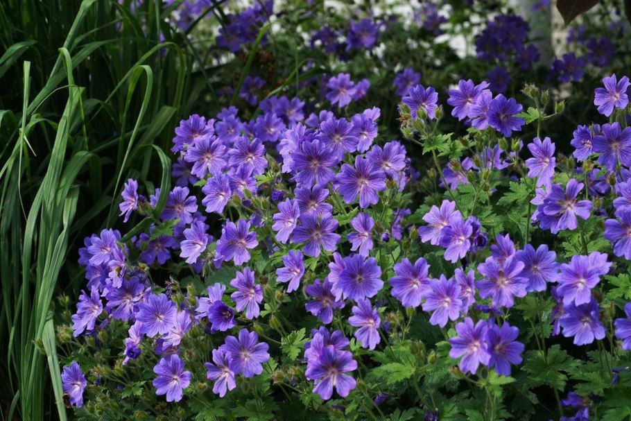 Герань гибридная розанна