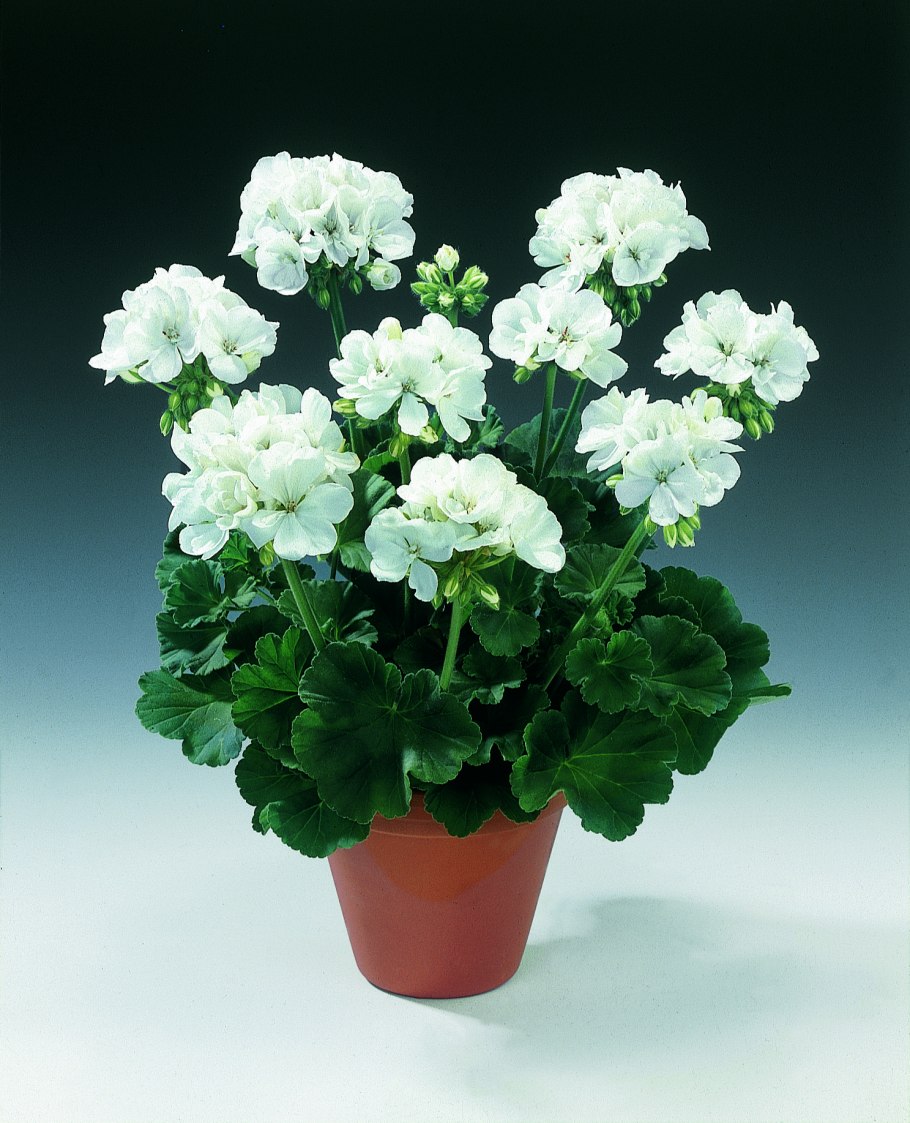 Пеларгония комнатная