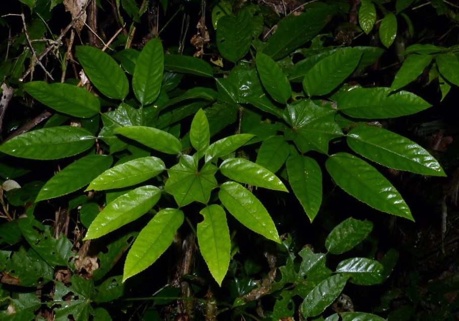 Trevesia palmata