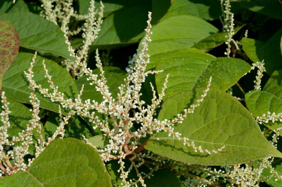 Полигонум Горец