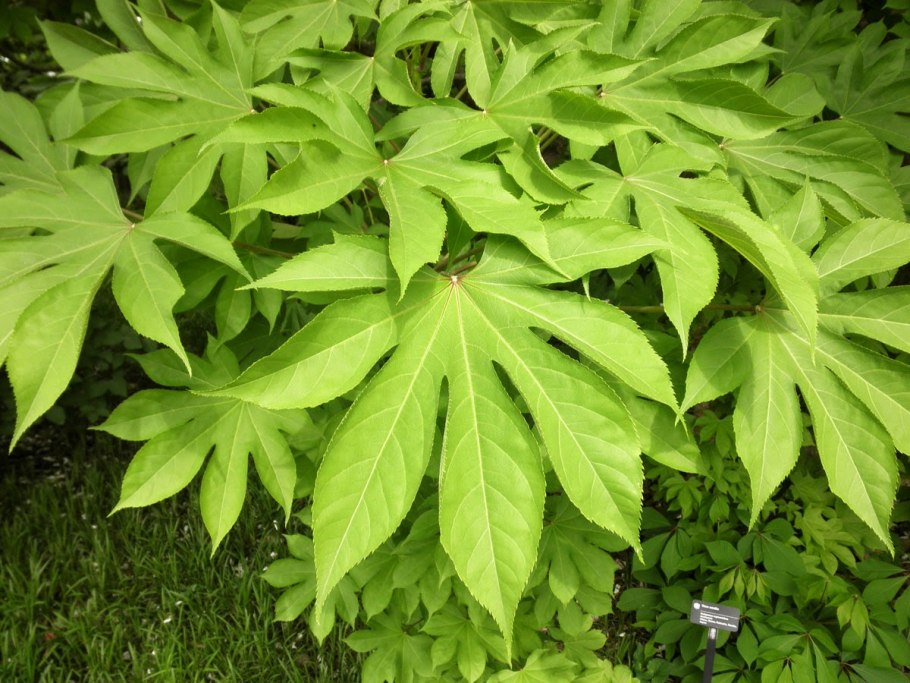 Калопанакс семилопастной