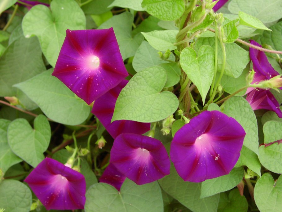 Садовая Лиана ипомея