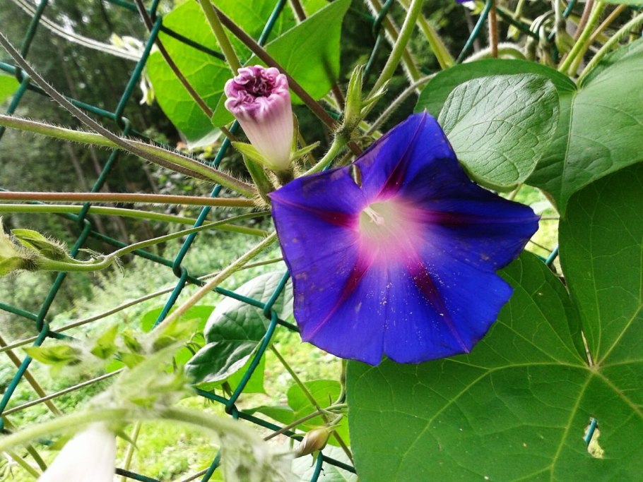 Вьюн ипомея