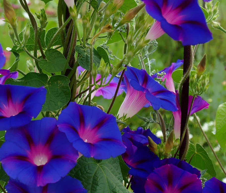 Цветок ипомея пурпурная