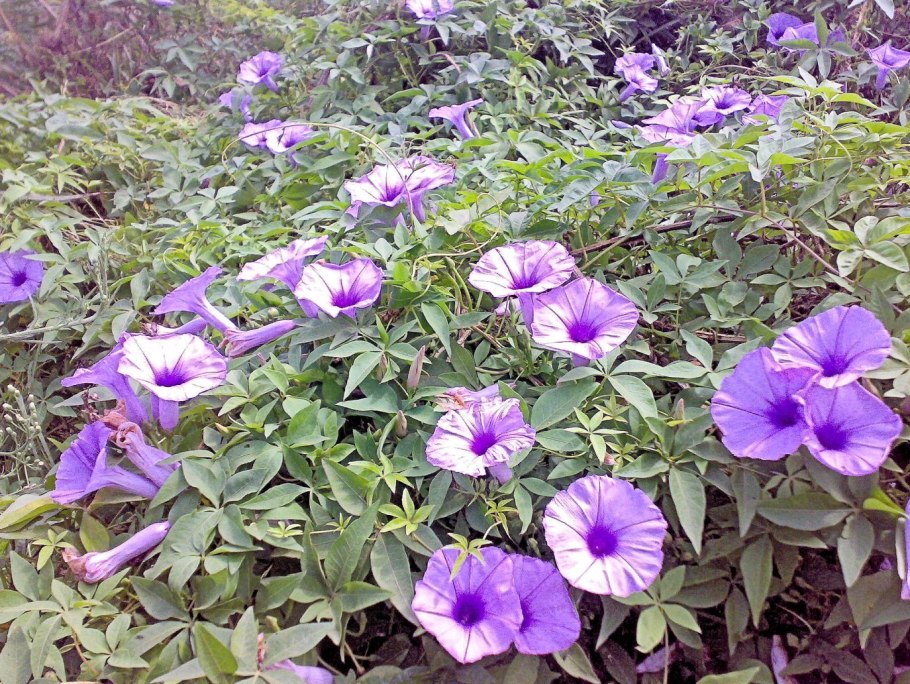 Ипомея малиновый каприз