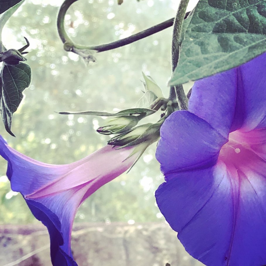 Цветок ипомея