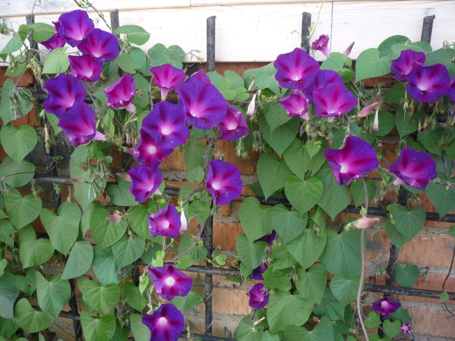 Ипомея Лиана