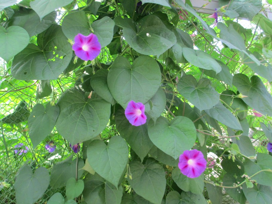 Ипомея Кардинал