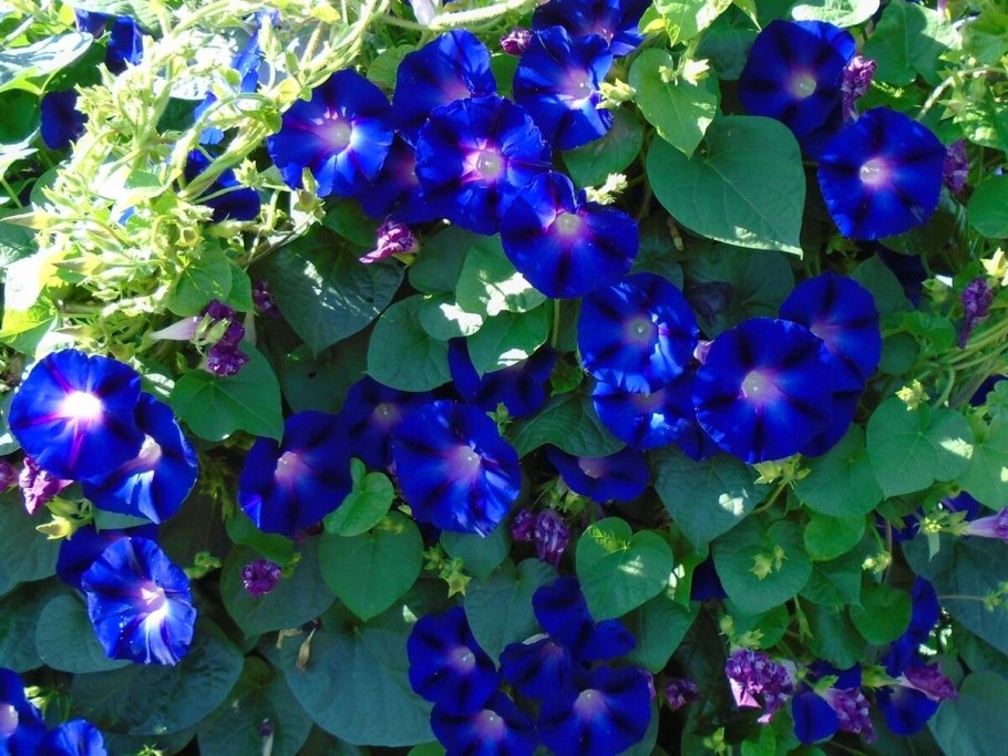 Ипомея плющевидная