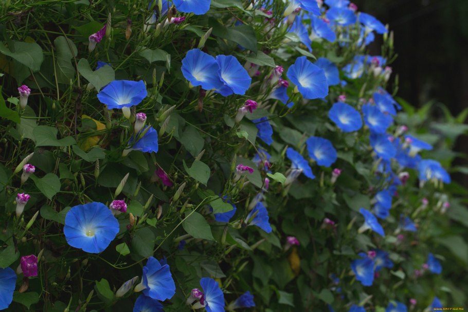 Ипомея пурпурная Лиана