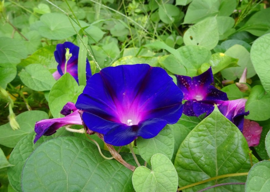 Ипомея Пикоти синяя