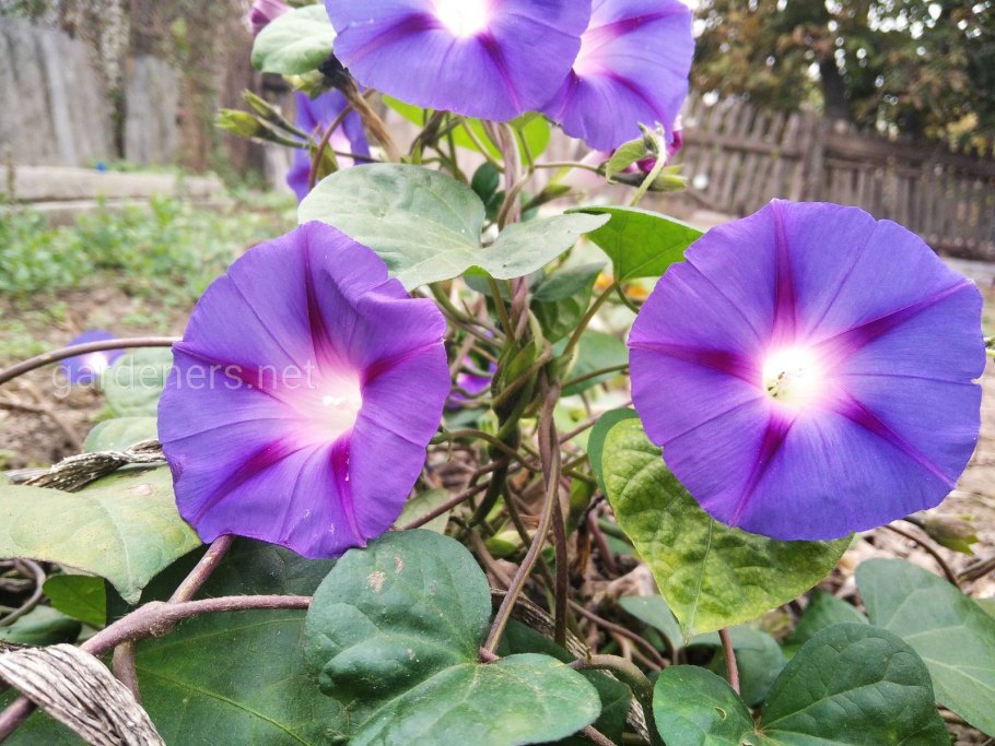 Фарбитис пурпурный ипомея