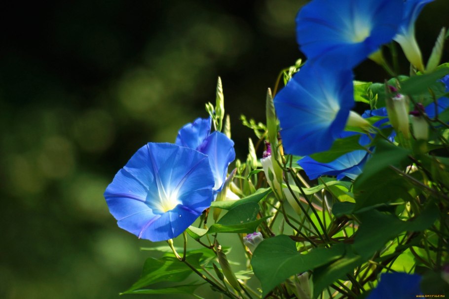 Цветок ипомея