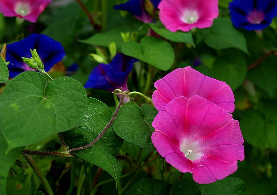 Вьюнок ипомея