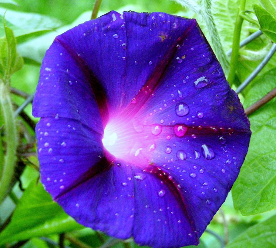 Ипомея пурпурная (Вьюнок)