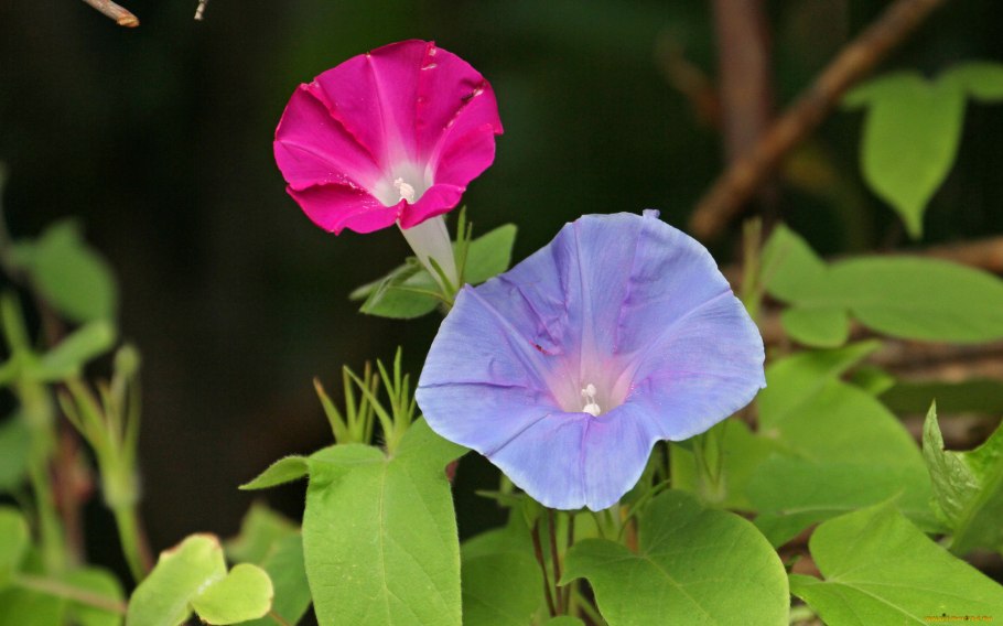 Ипомея бутоны