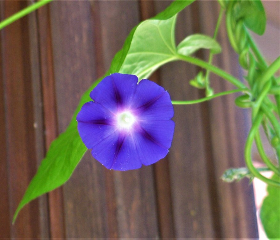 Ипомея пурпурная Венеция Пинк