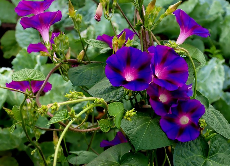 Ипомея гранд па