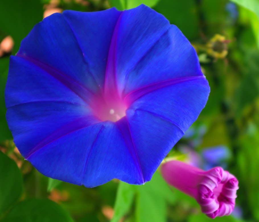 Ипомея фиолетовая