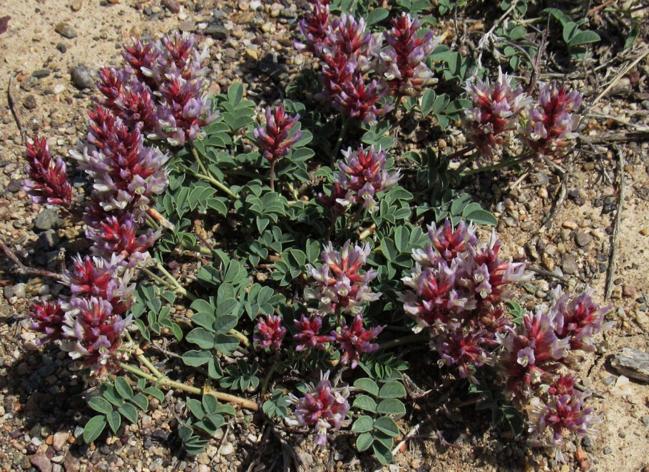 Astragalus buschiorum
