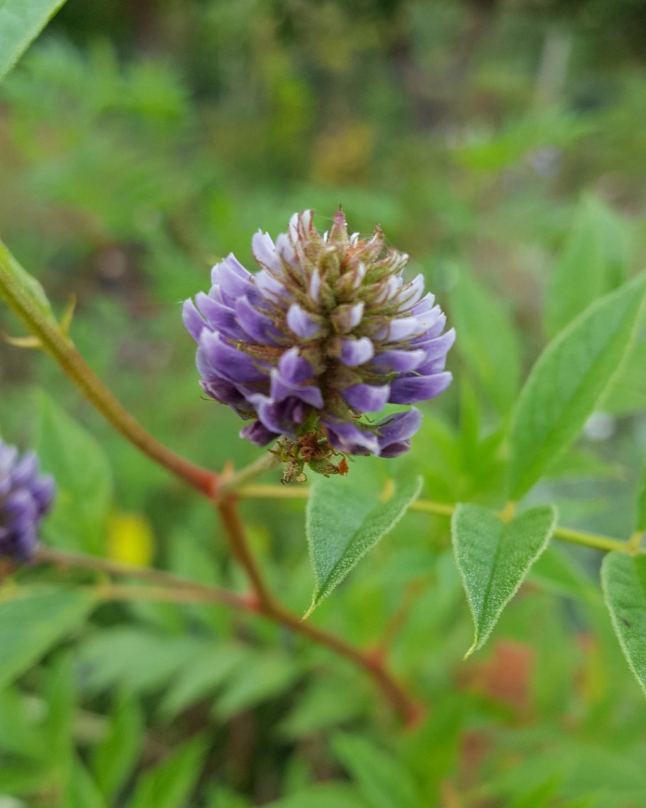 Glycyrrhiza uralensis
