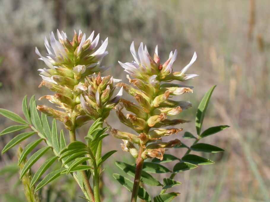 Glycyrrhiza lepidota
