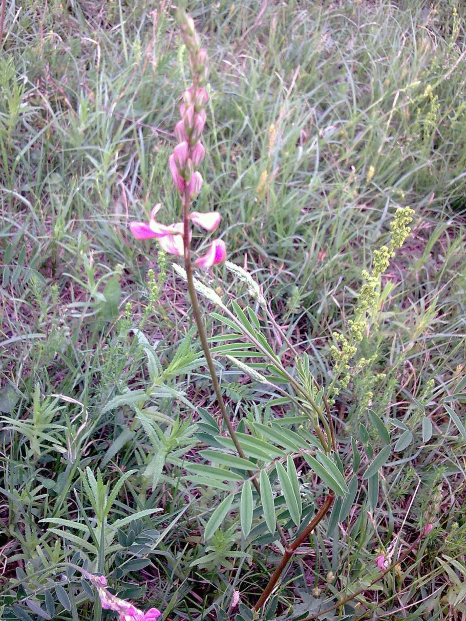 Эспарцет виколистный