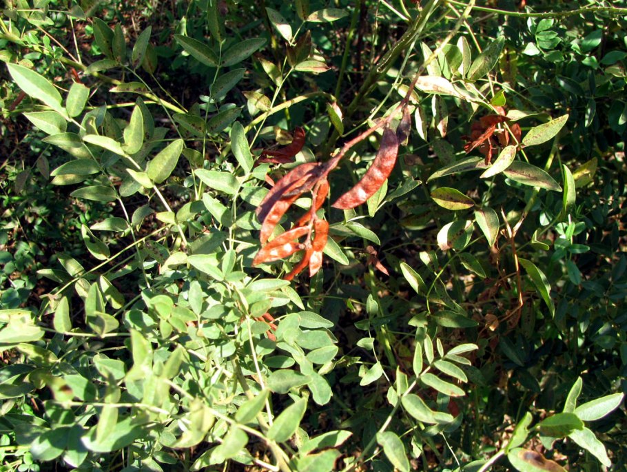 Glycyrrhiza glabra l.