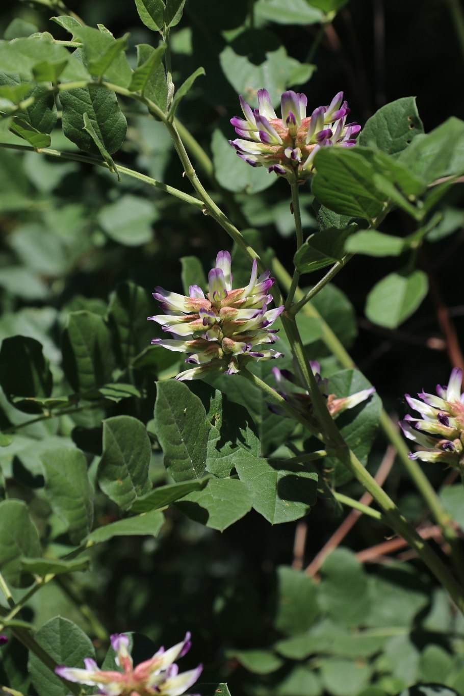 Glycyrrhiza uralensis