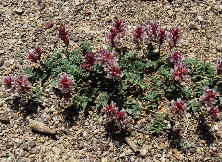 Astragalus buschiorum