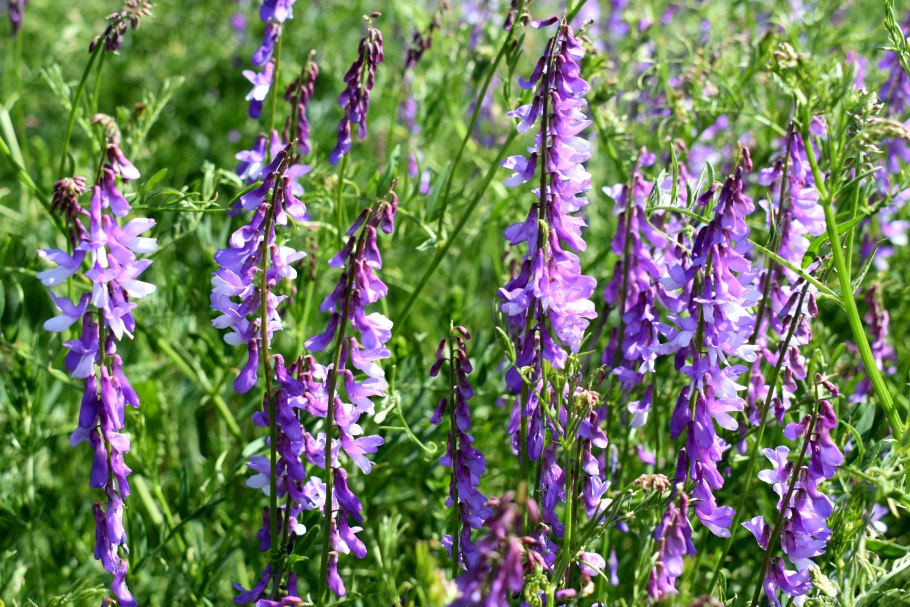 Мышиный горошек луговой