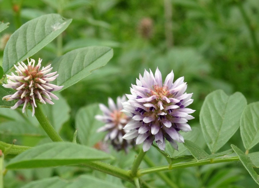 Лакрица солодка растение