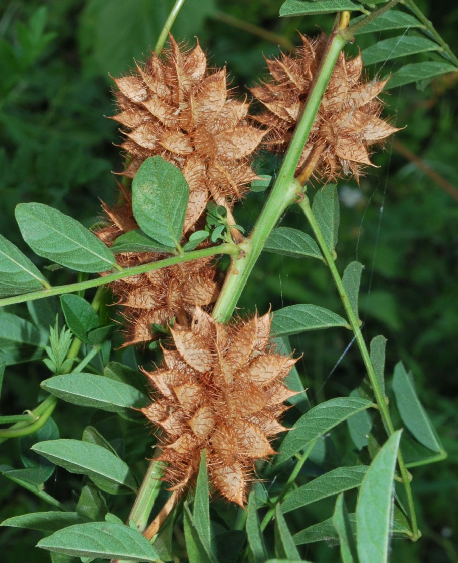 Glycyrrhiza glabra плод