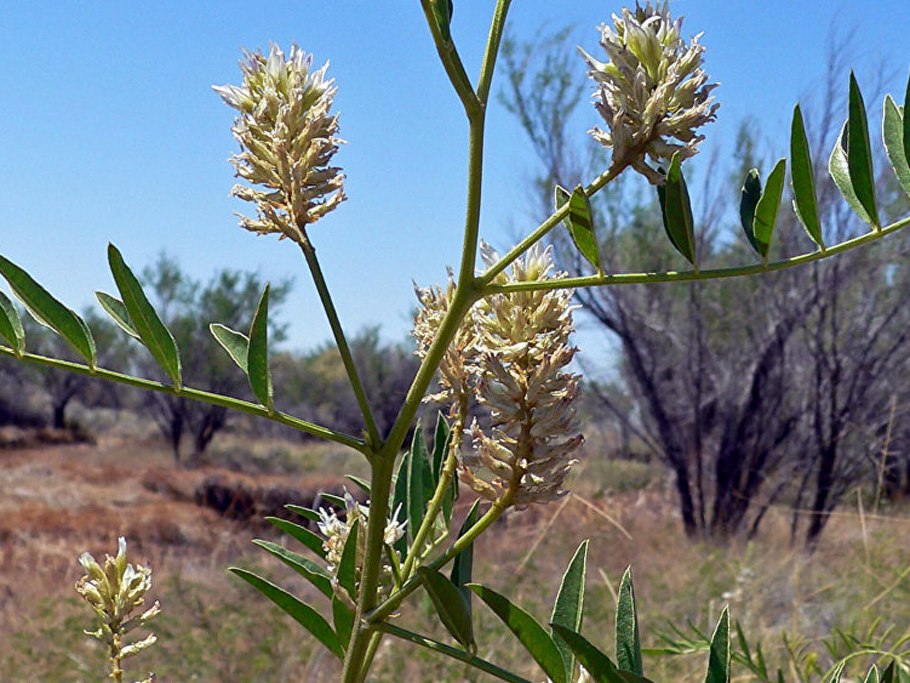 Солодка щетинистая