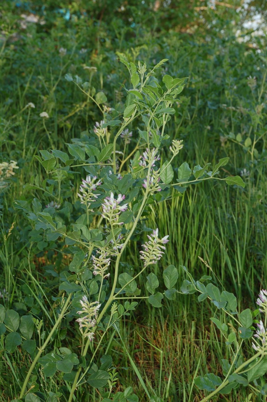 Glycyrrhiza uralensis