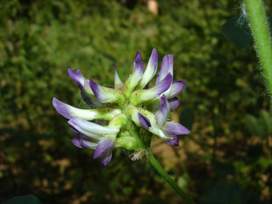 Солодка растение