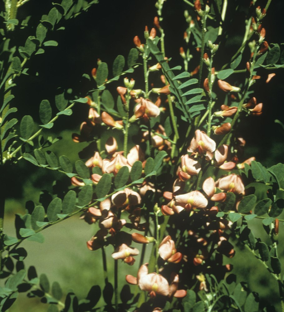 Солодка Коржинского описание