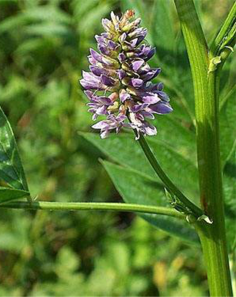 Лакрица растение