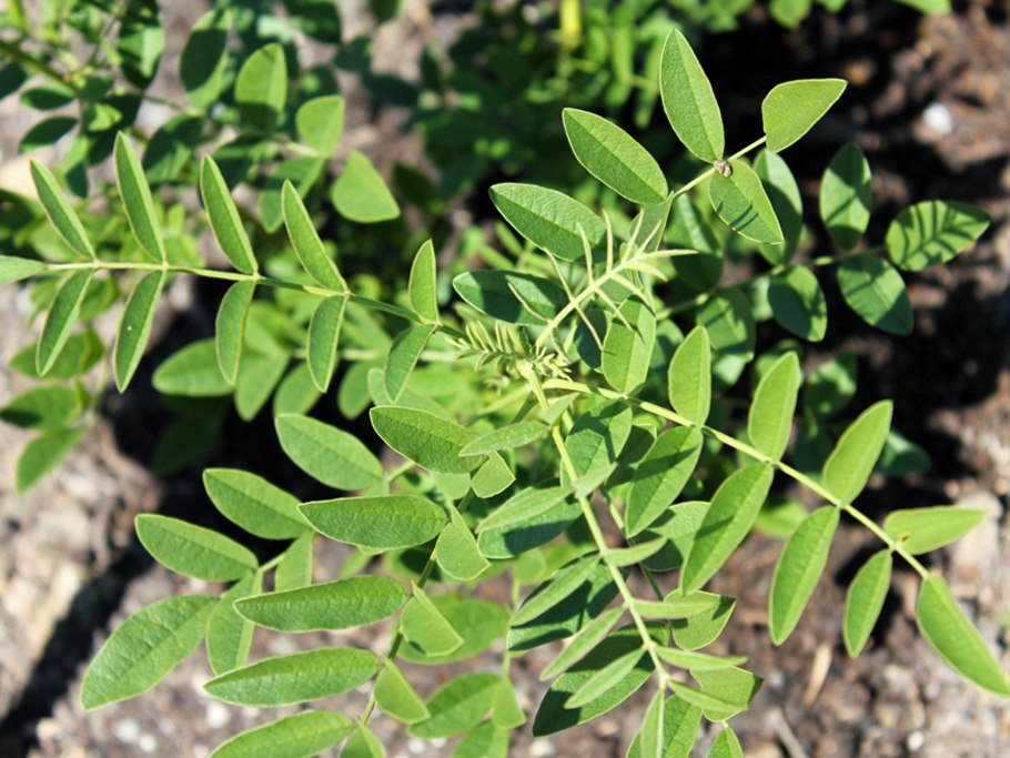 Солодка голая и Солодка Уральская