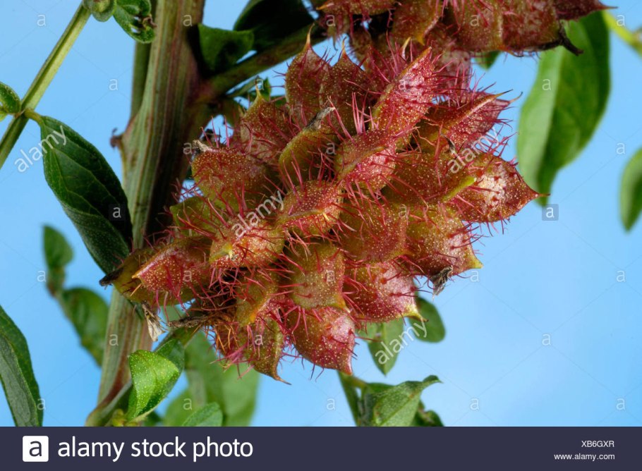 Солодка (Glycyrrhiza)