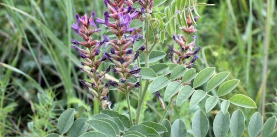 Лакрица солодка растение